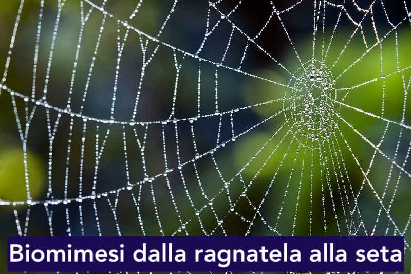 ragnatela_medicinajpg