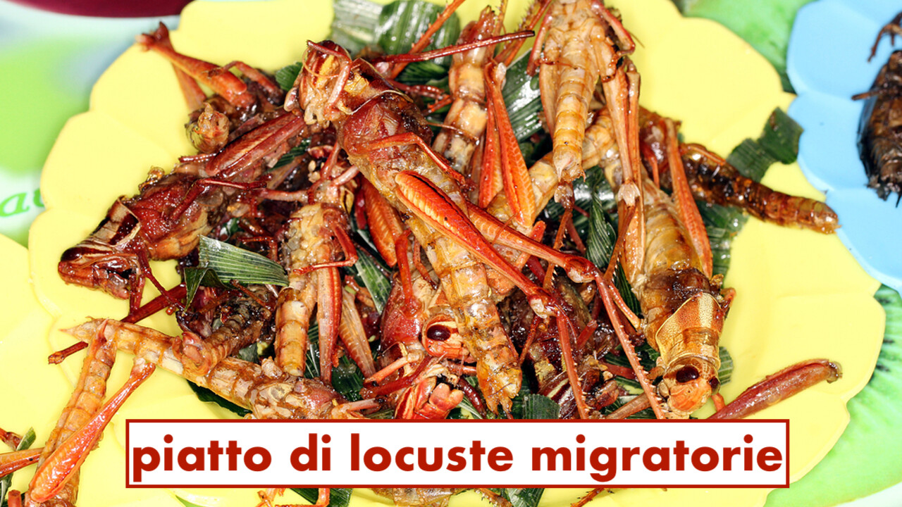 Fried-Grasshoppers-3jpg